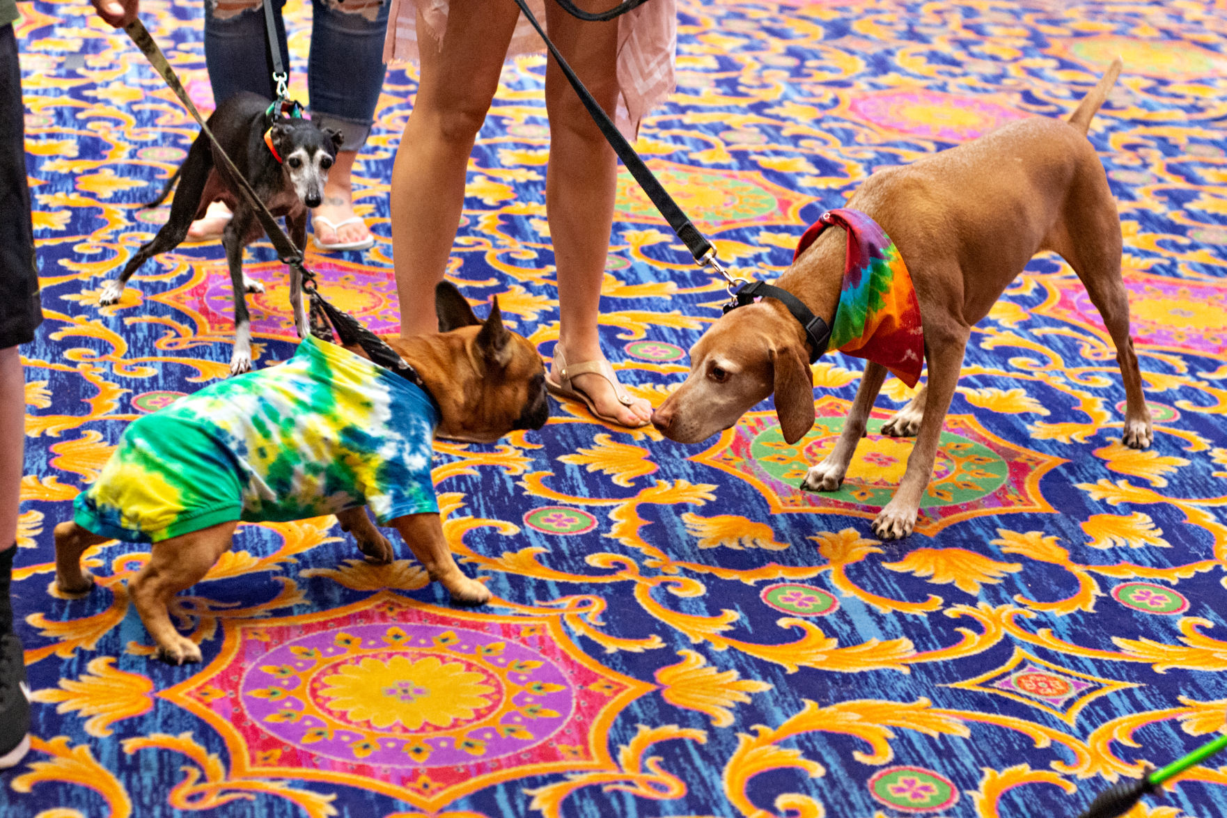 080419_nws_woofstock